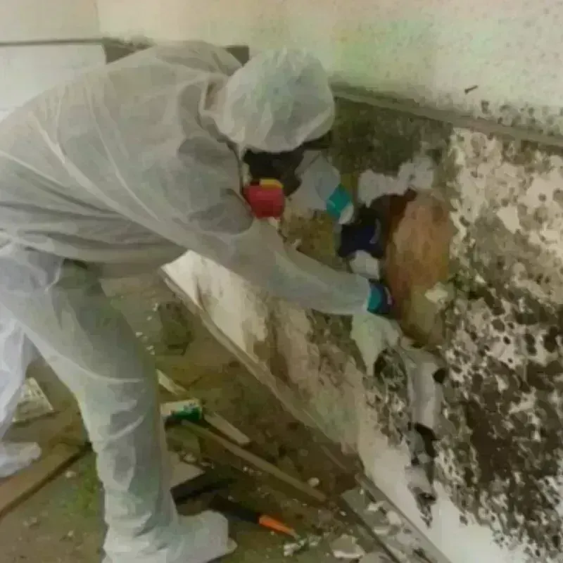 Mold Remediation and Removal in Luttrell, TN